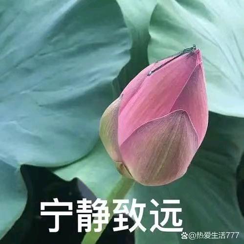 髙兴