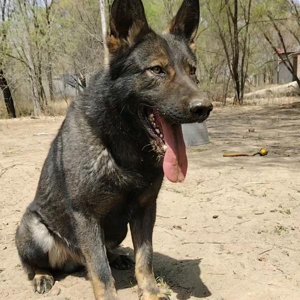 牧兴犬舍
