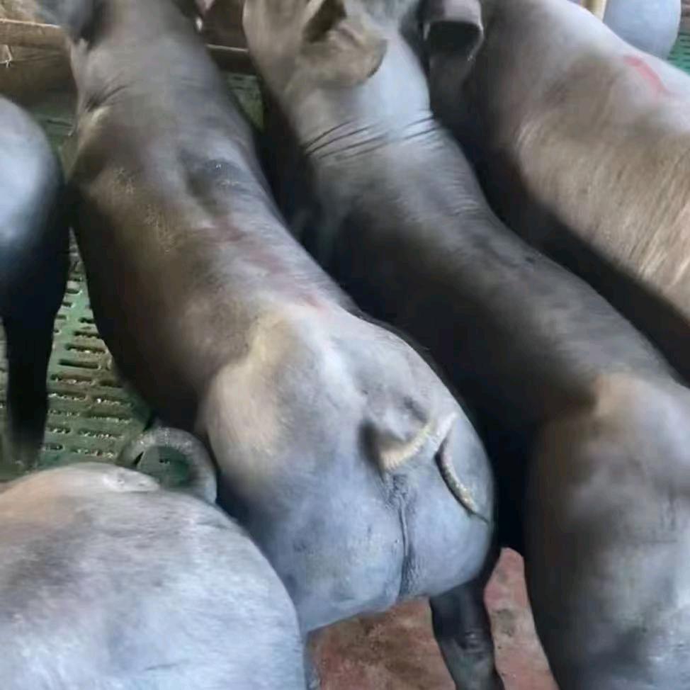 鸿鹏国寿黑种猪繁育场