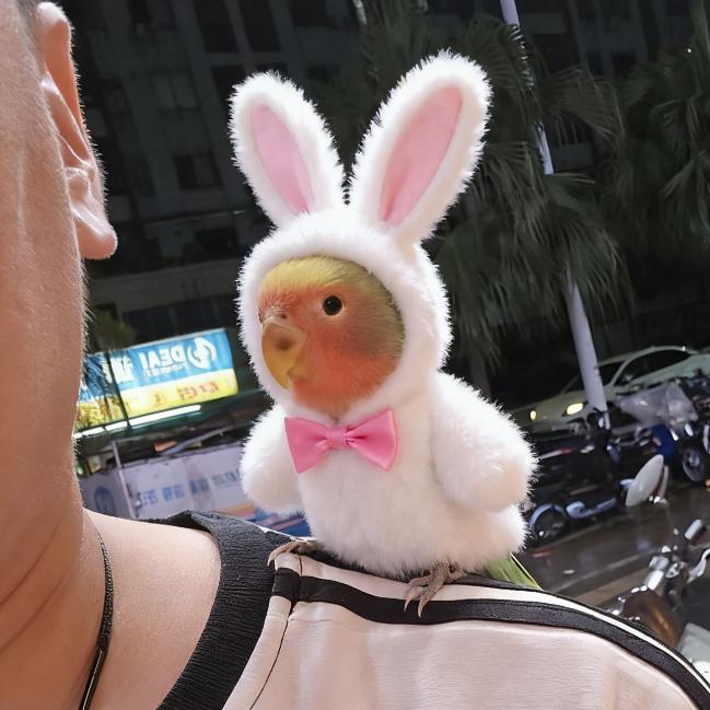 ꩵ暴ᩚ꯭躁小꯭ᩚ鹦鹉