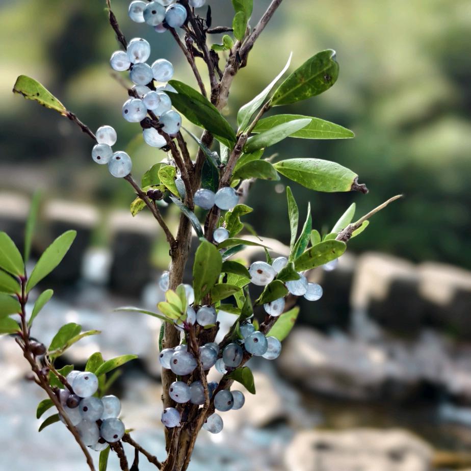 💞ℒᎭℯ⃝罗花*有意ﾟ🌿࿐