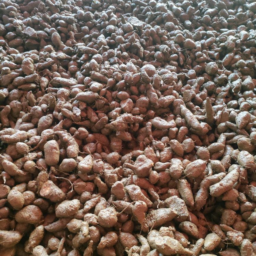 海子村曾志三叶青种植基地