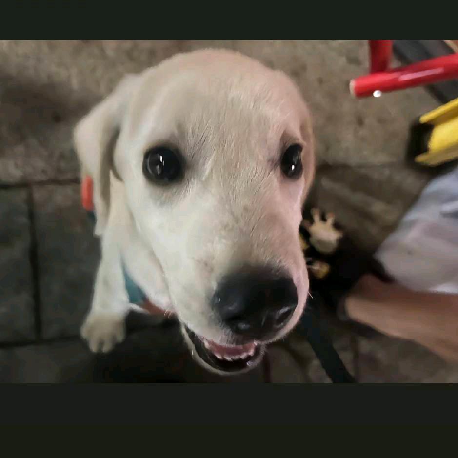 亚东喽（点点工作室）