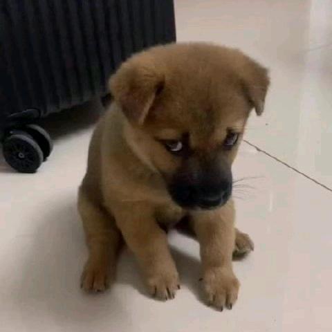 它好像一条狗唉