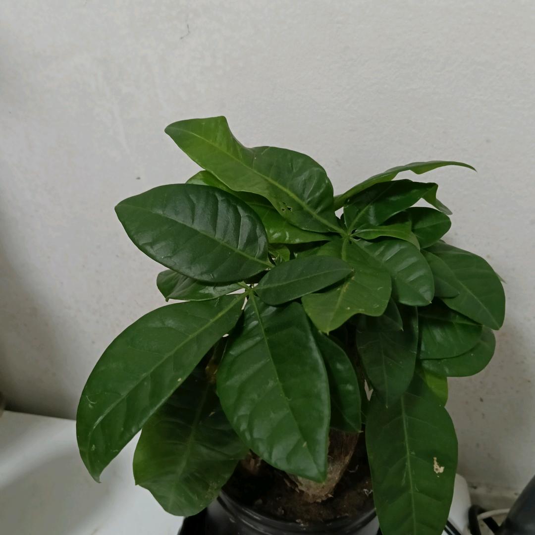 霸道一方