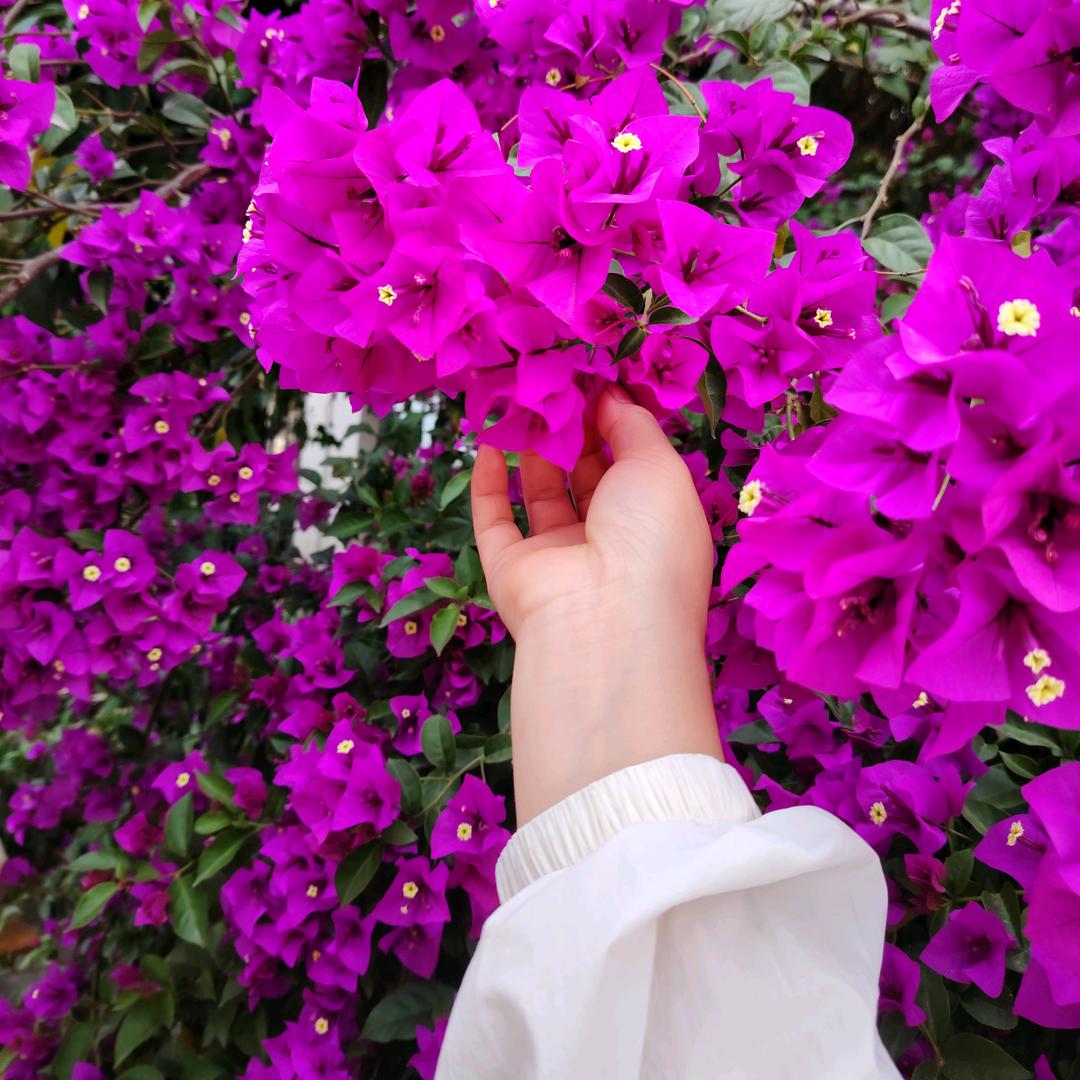 宝儿🌹
