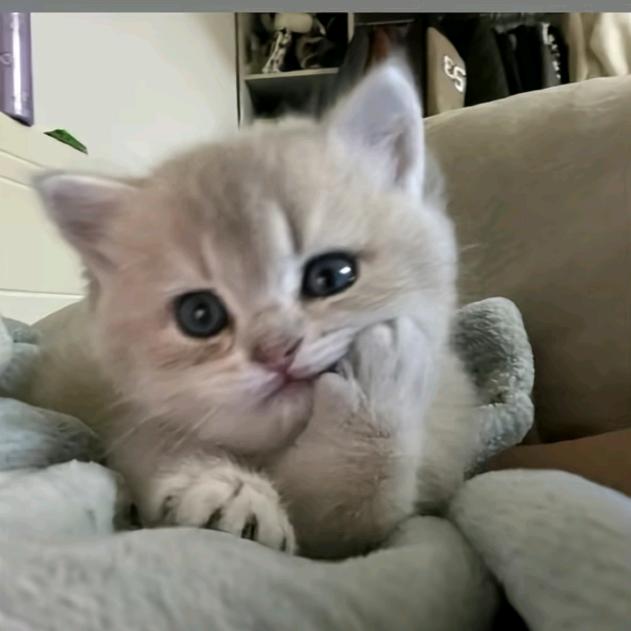 爱看小说的喵子