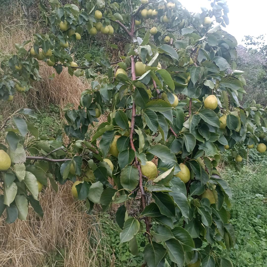 泸定高原糖心苹果，王大哥