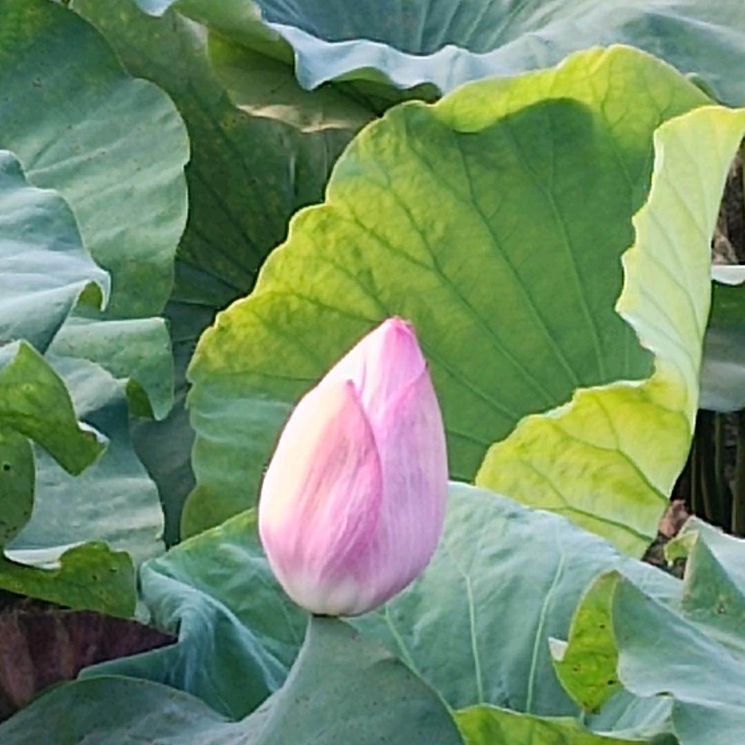 牛转乾坤发艺💗🌹