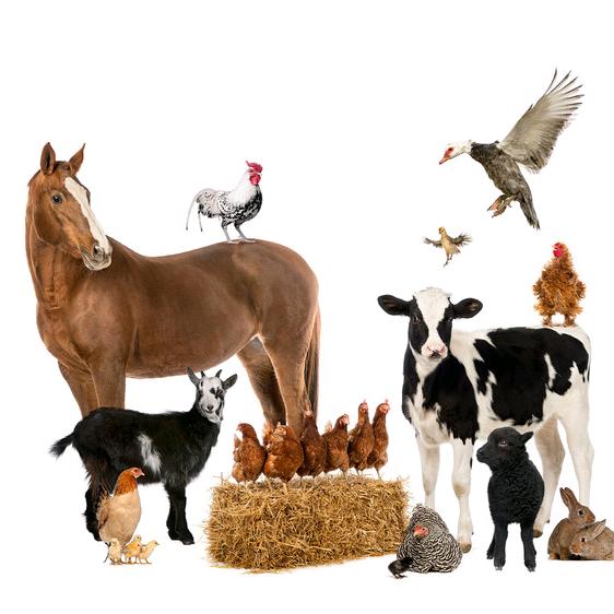 农家人的养殖用品