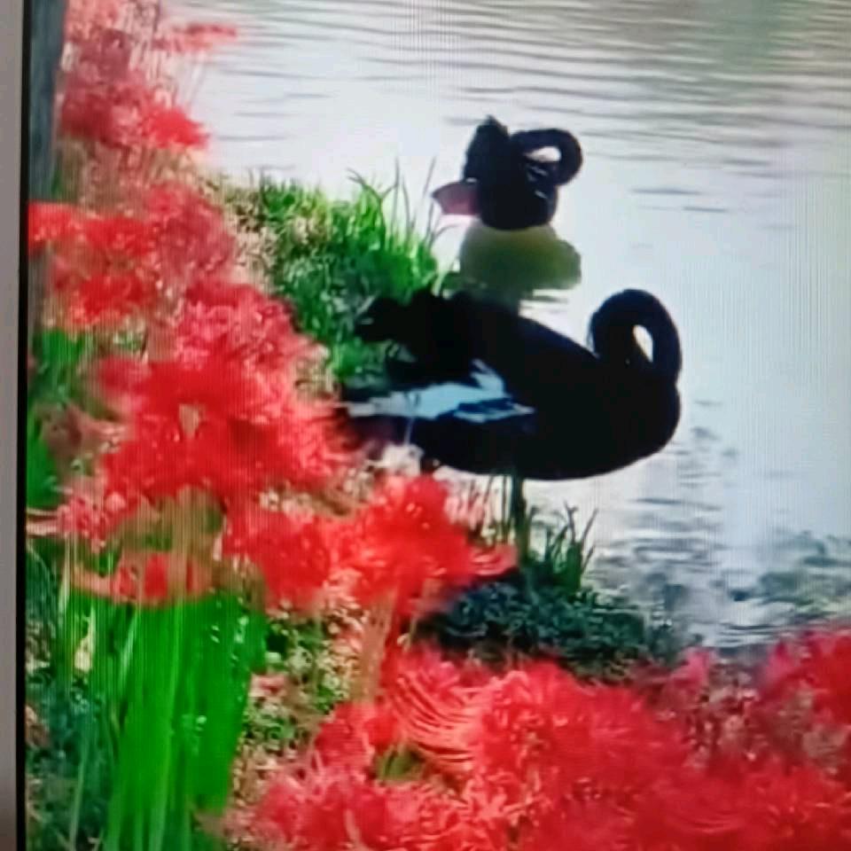 三姐