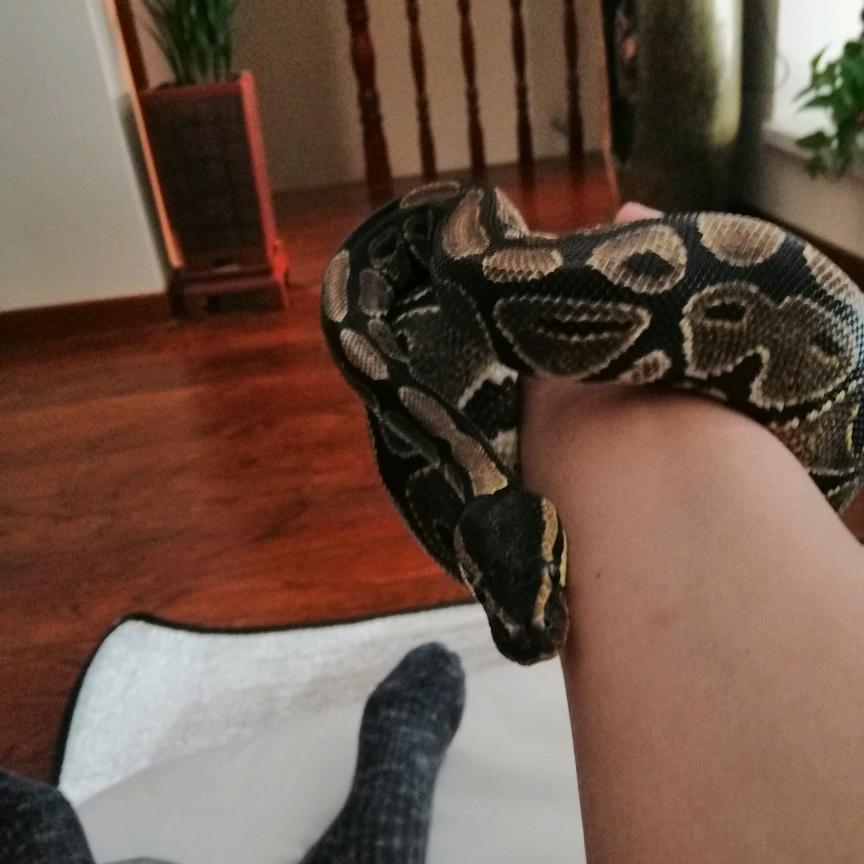 (*^ω^*)黄大仙😈