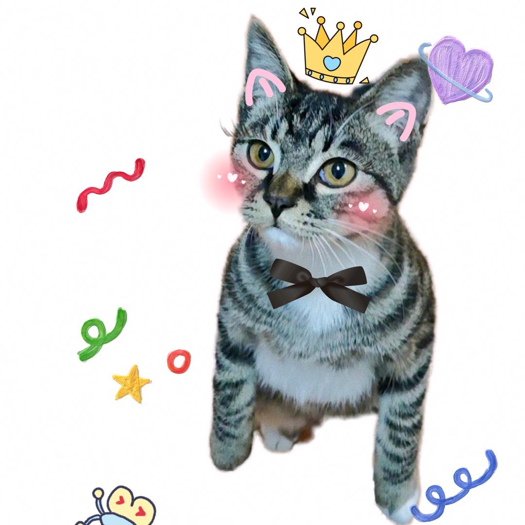 七分糖🐱