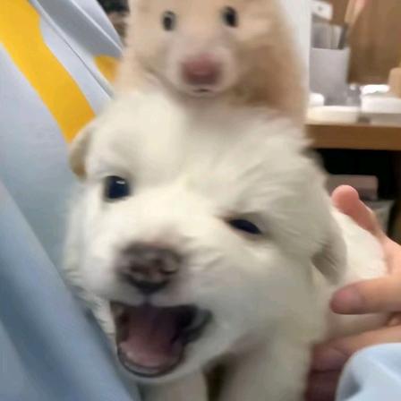 小侯.