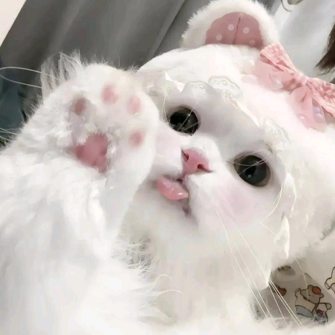 喵爪档