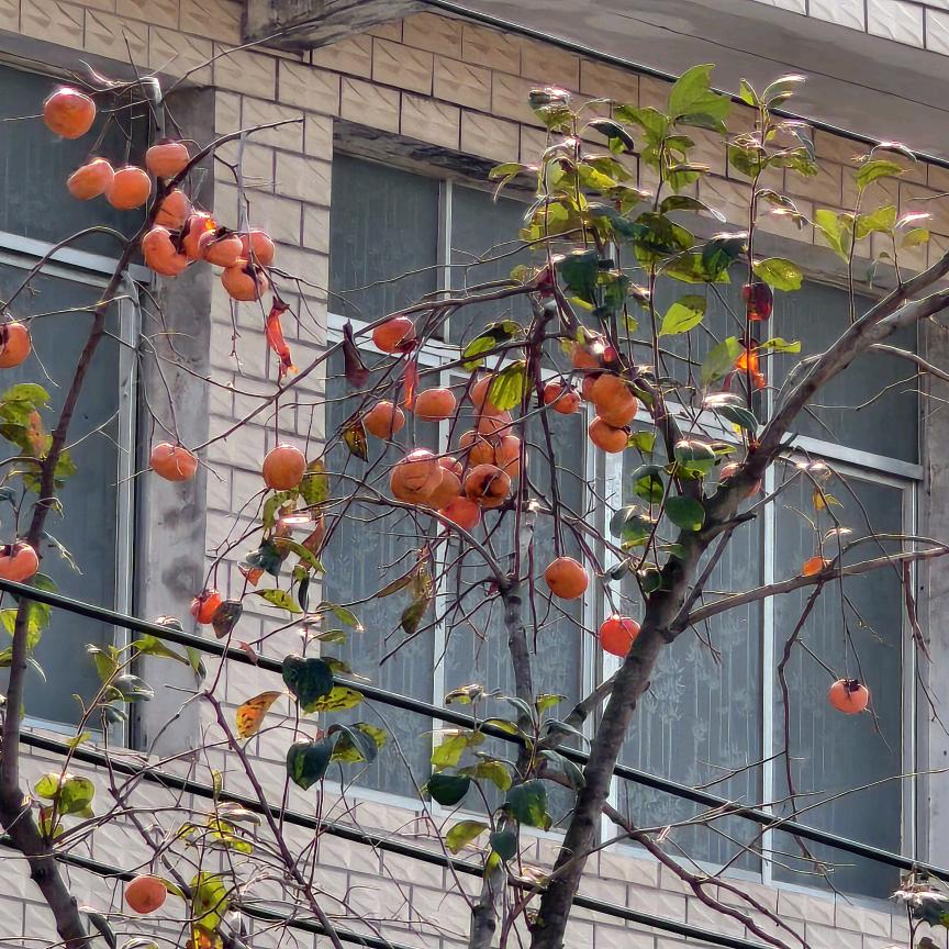 半夏