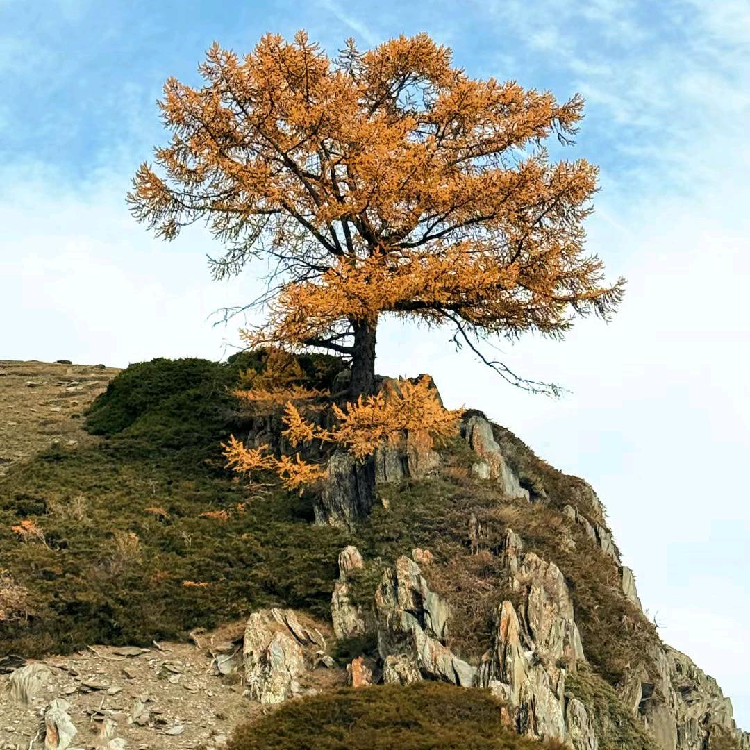 刚哥从不吃香菜