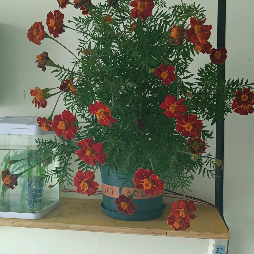 福 福 福 福 福