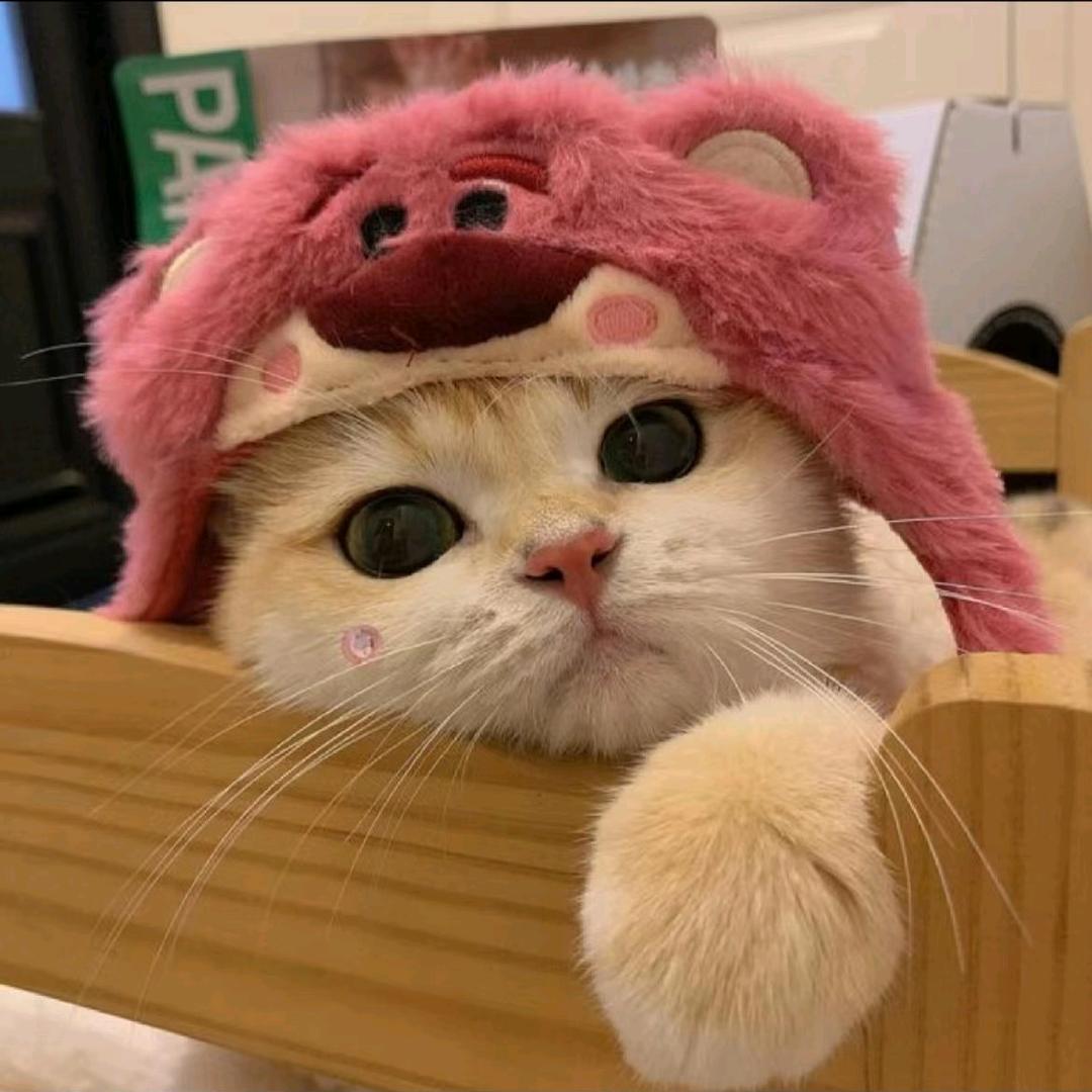 愛吃醋的貓