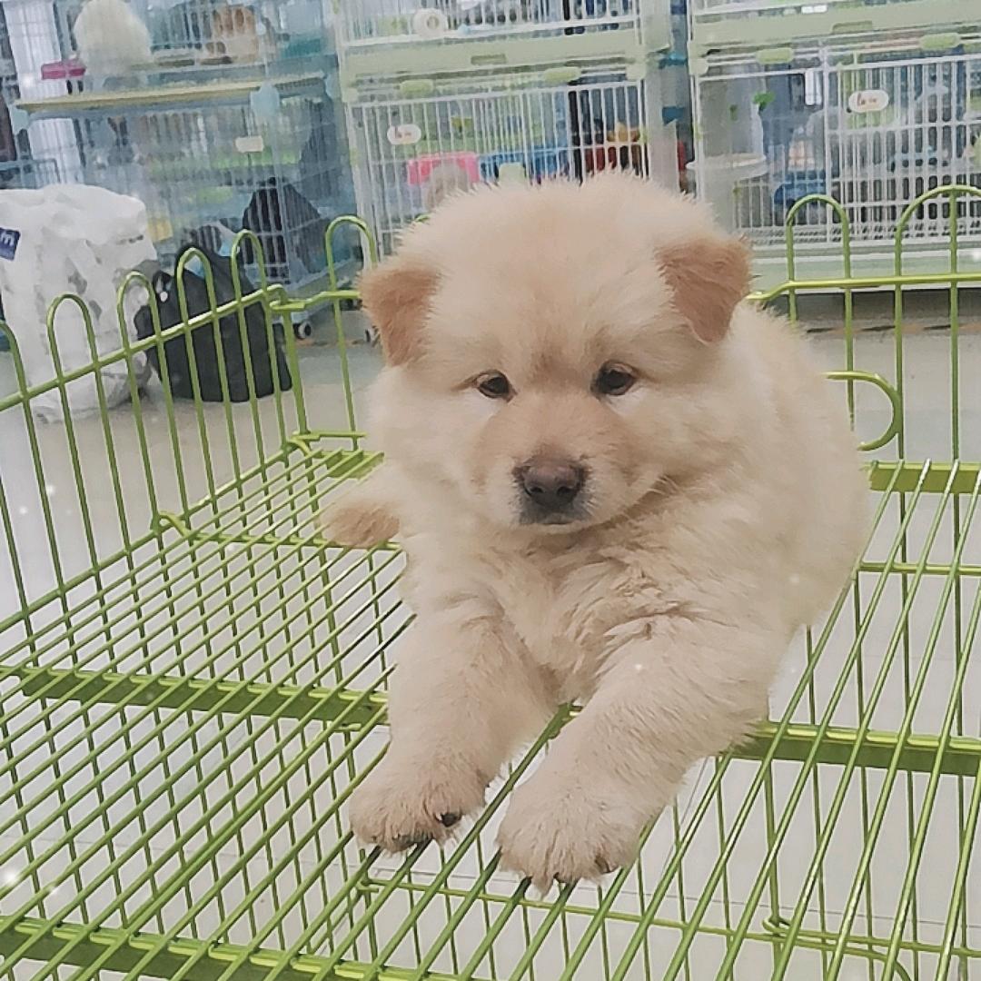 忠诚宠物工作室