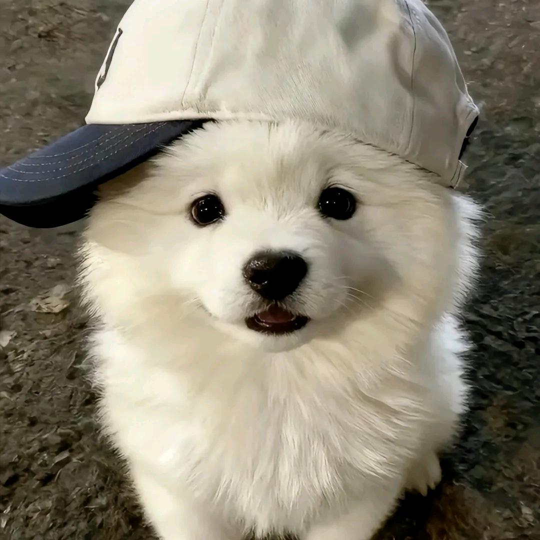 吴悠