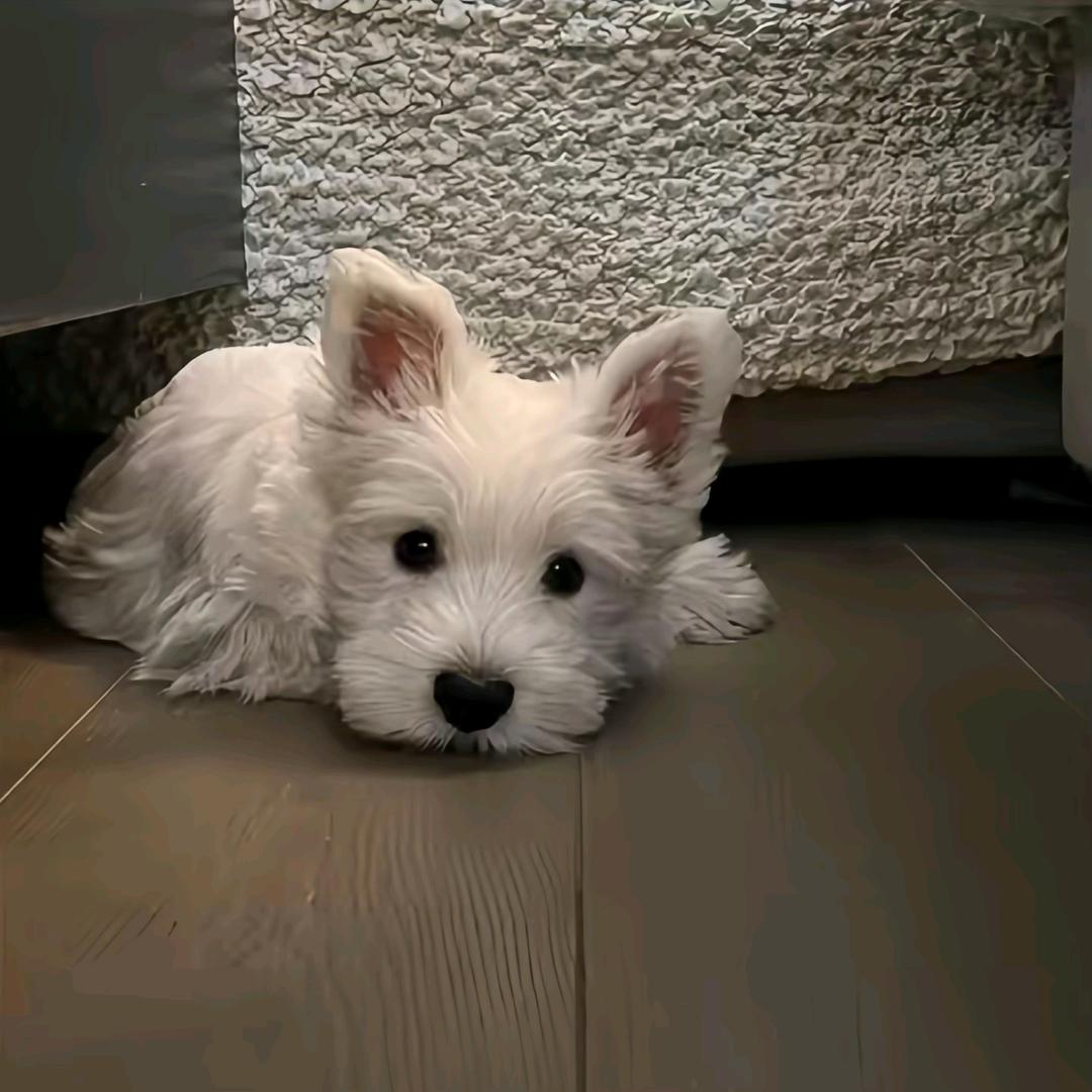 …………………………………………