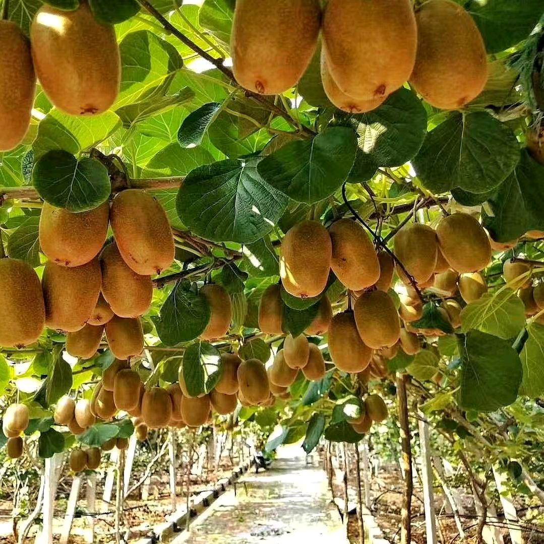 博山源泉猕猴桃