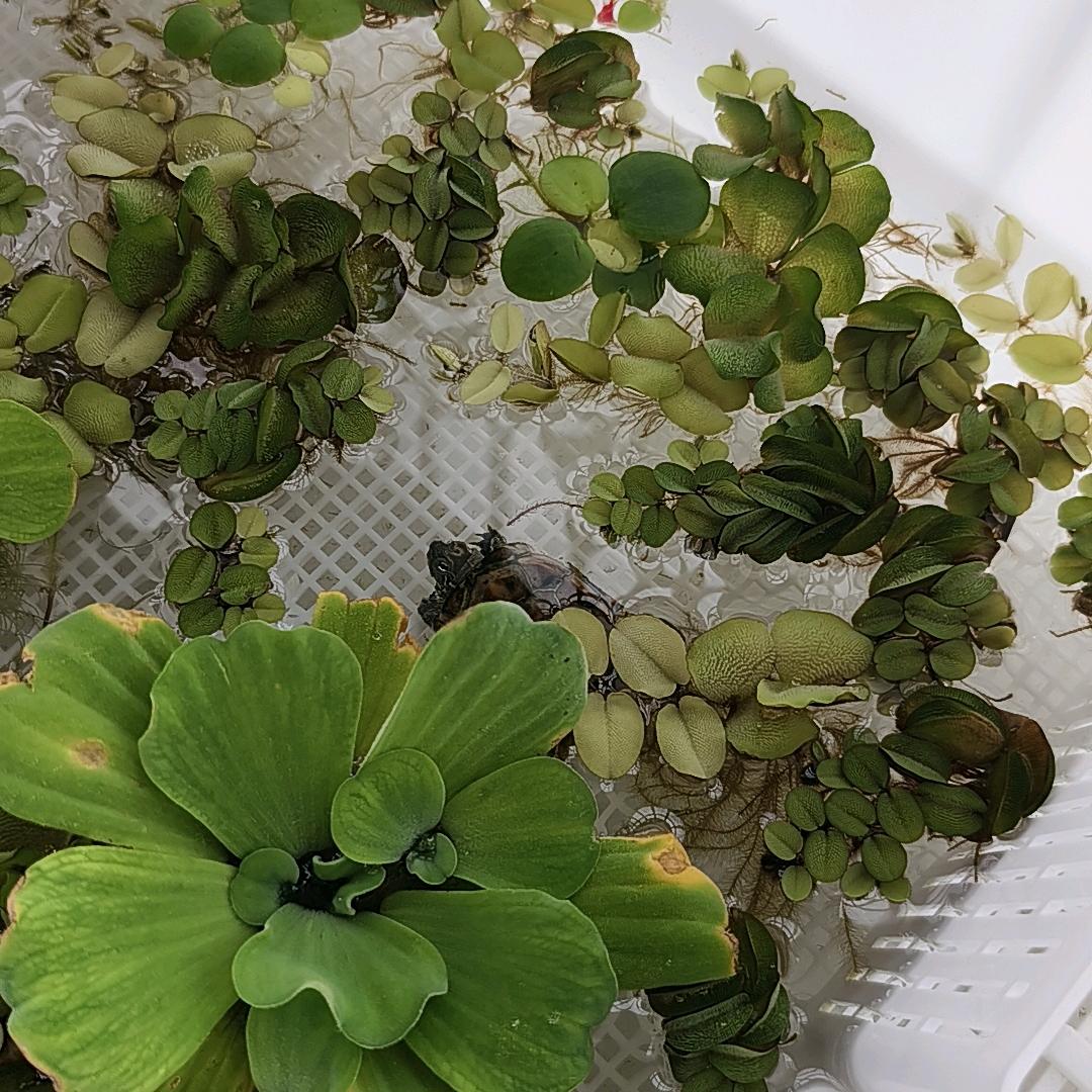 龟龟大王