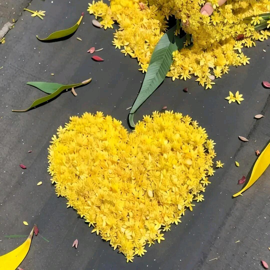 性感花蟑螂    退网版