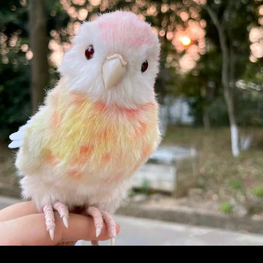 天爱信息直播号