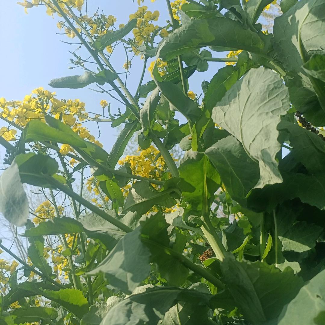 吉星高照