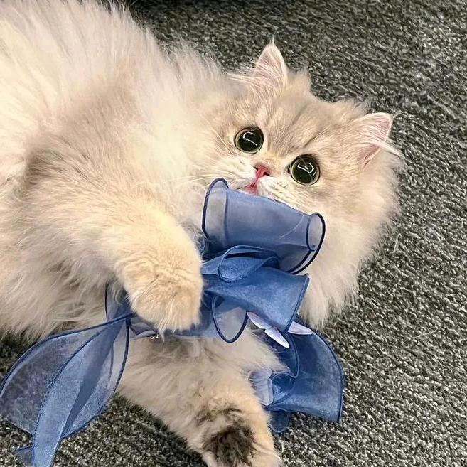 小杰哥