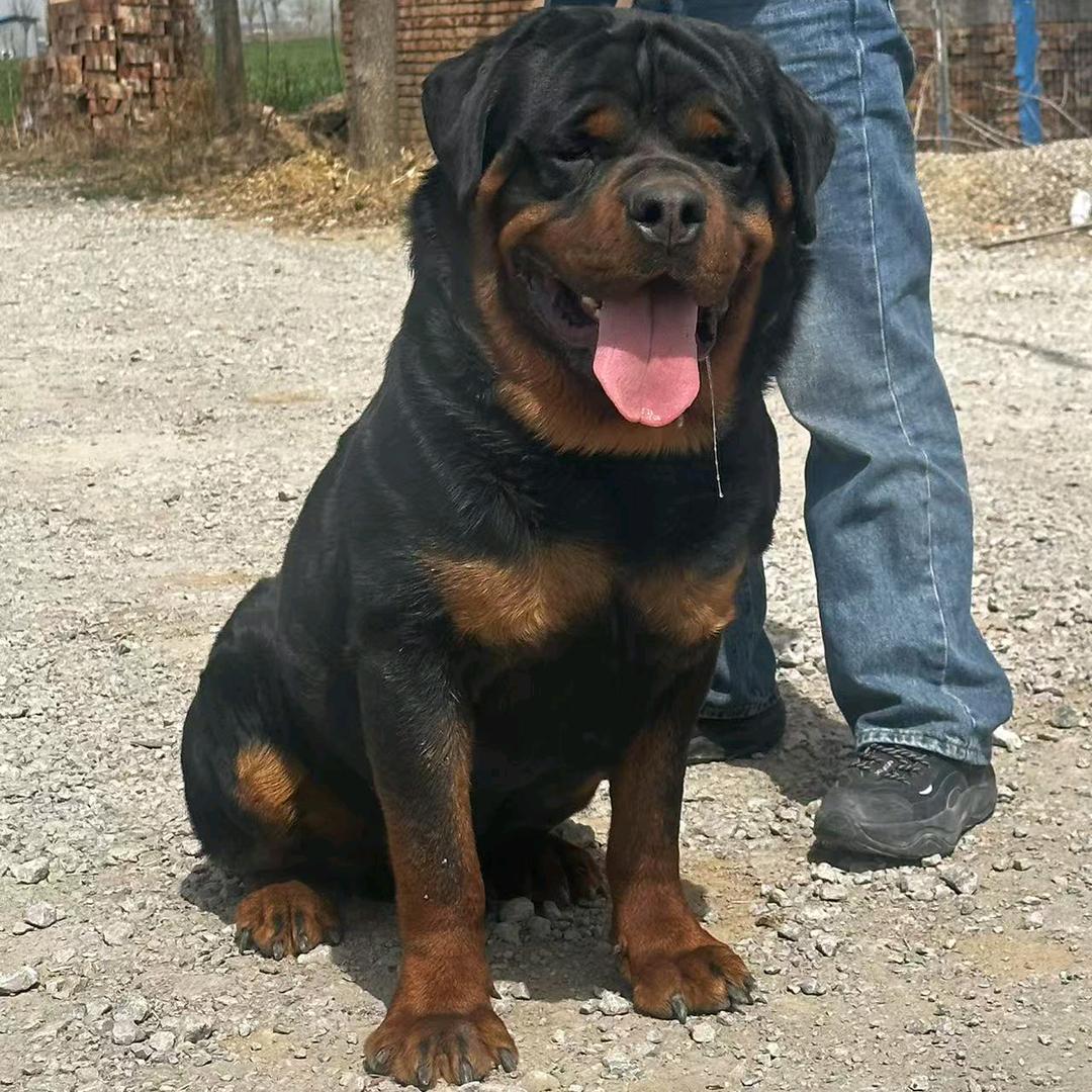 小宇犬舍《罗威纳，杜宾》