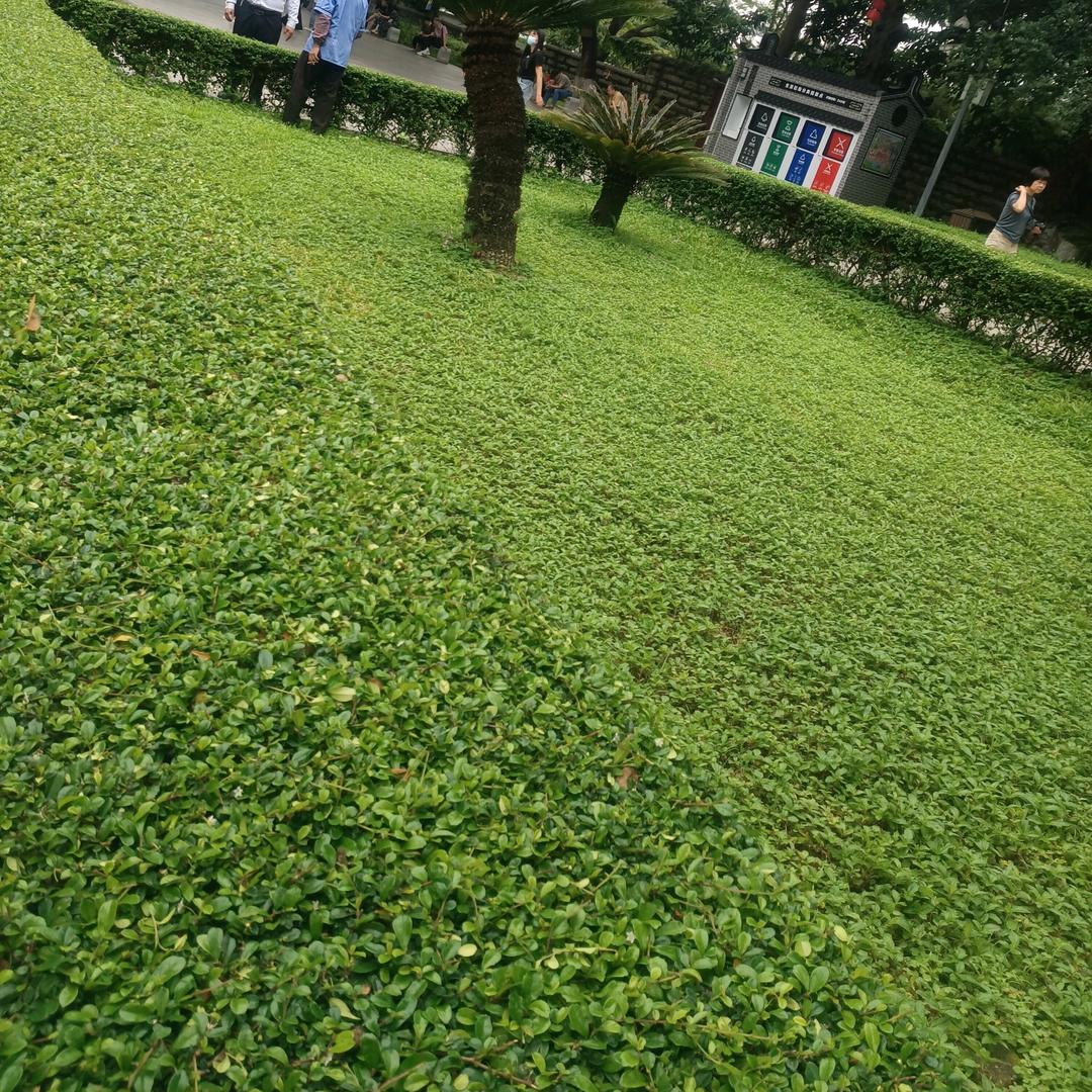礼礼二胎孕期