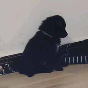 二球是条土松犬