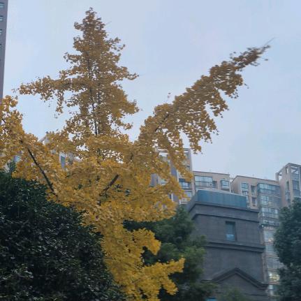 龙飘