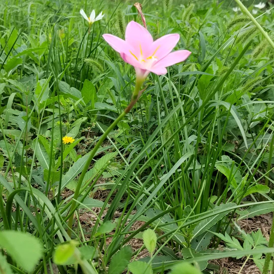 萌芽