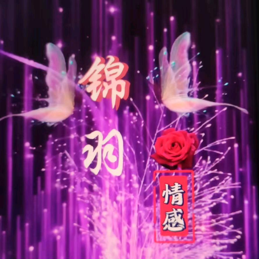 锦羽