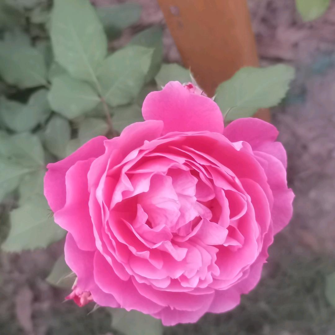 口吐莲花🪷