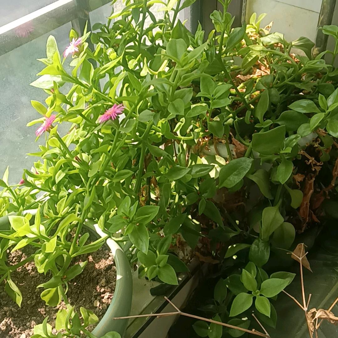 雨润佳人