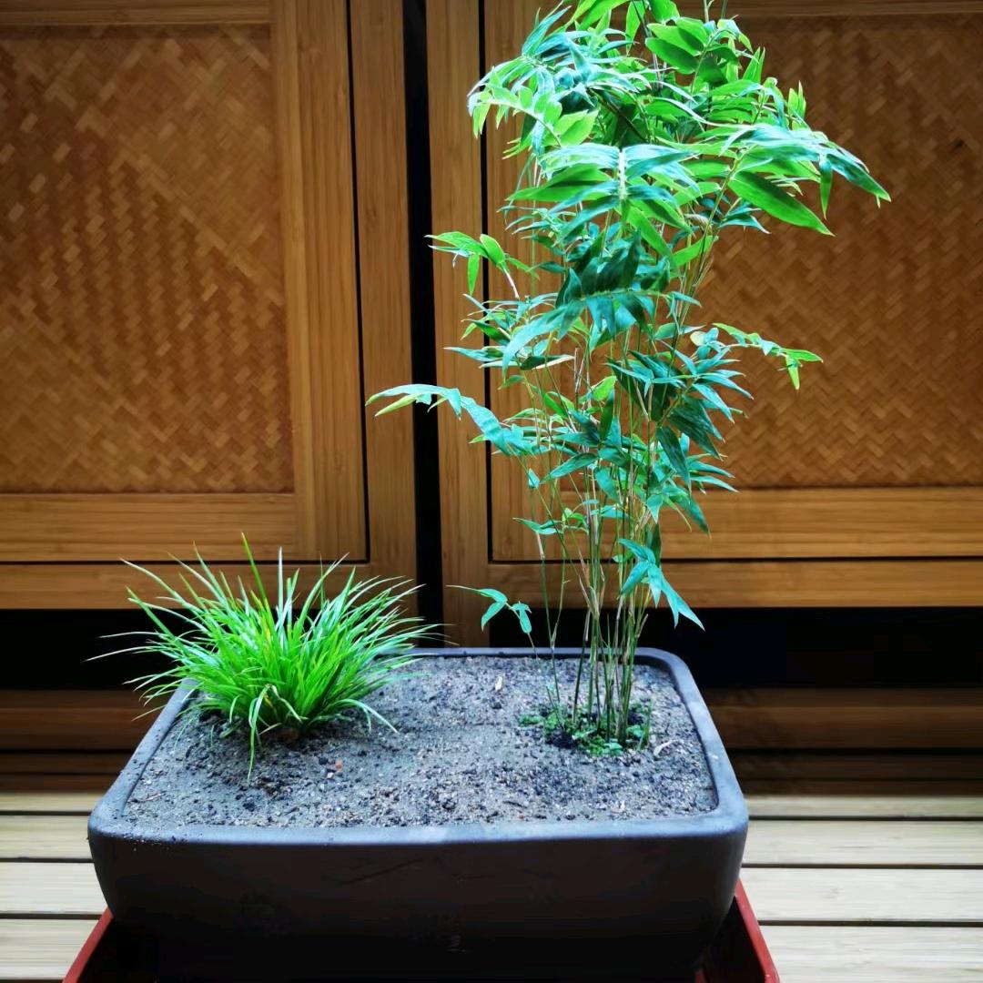 知竹常乐