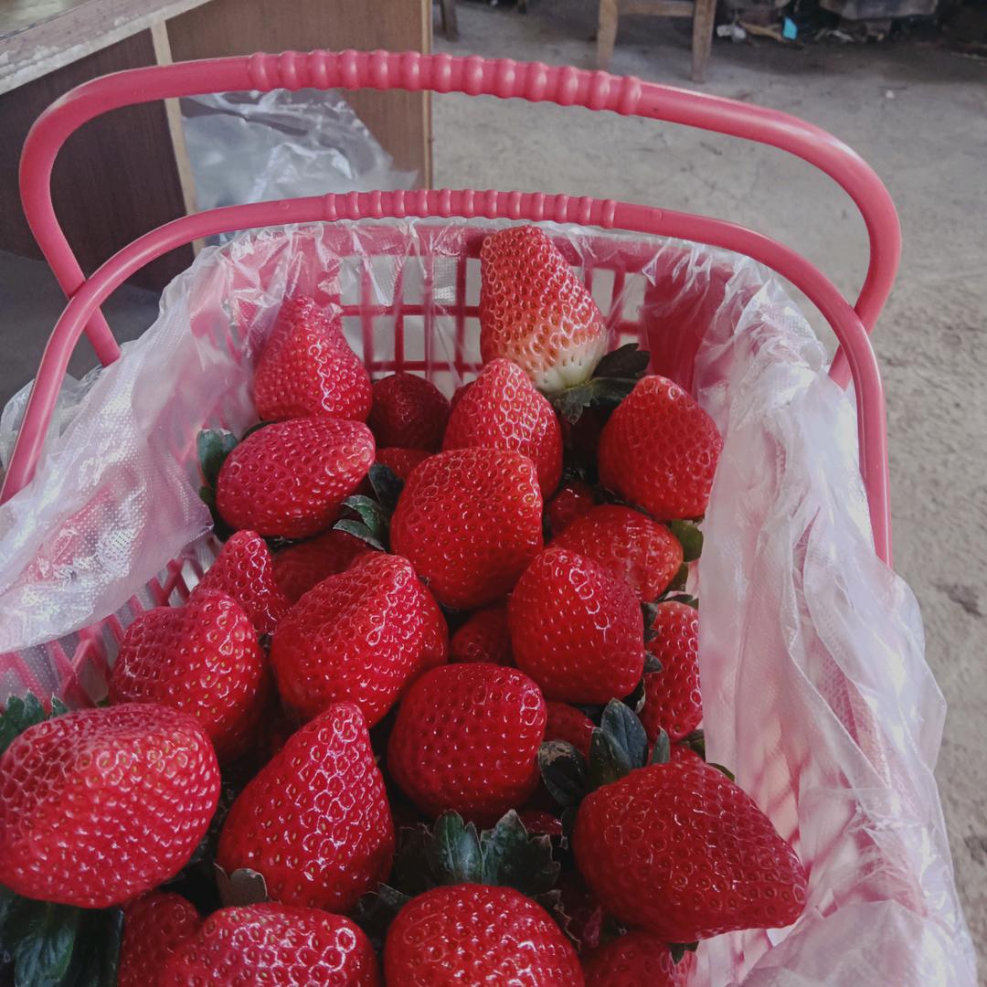 田园飞歌家庭农场