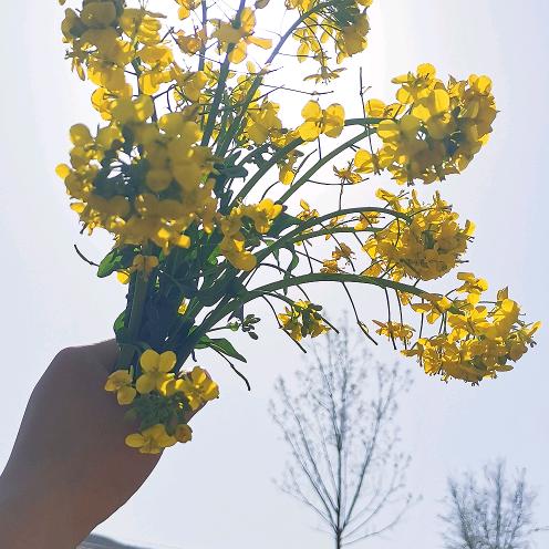 迎春花