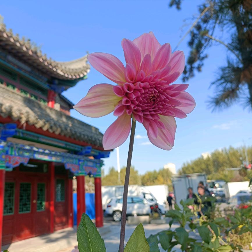 两个少爷的娘