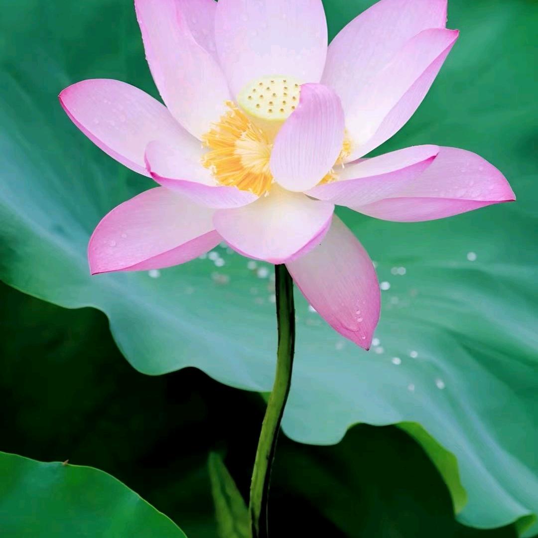 隔壁老杨不是狼