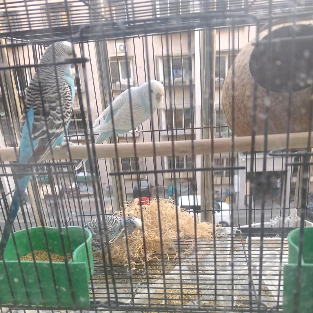 张九月家有三鸟