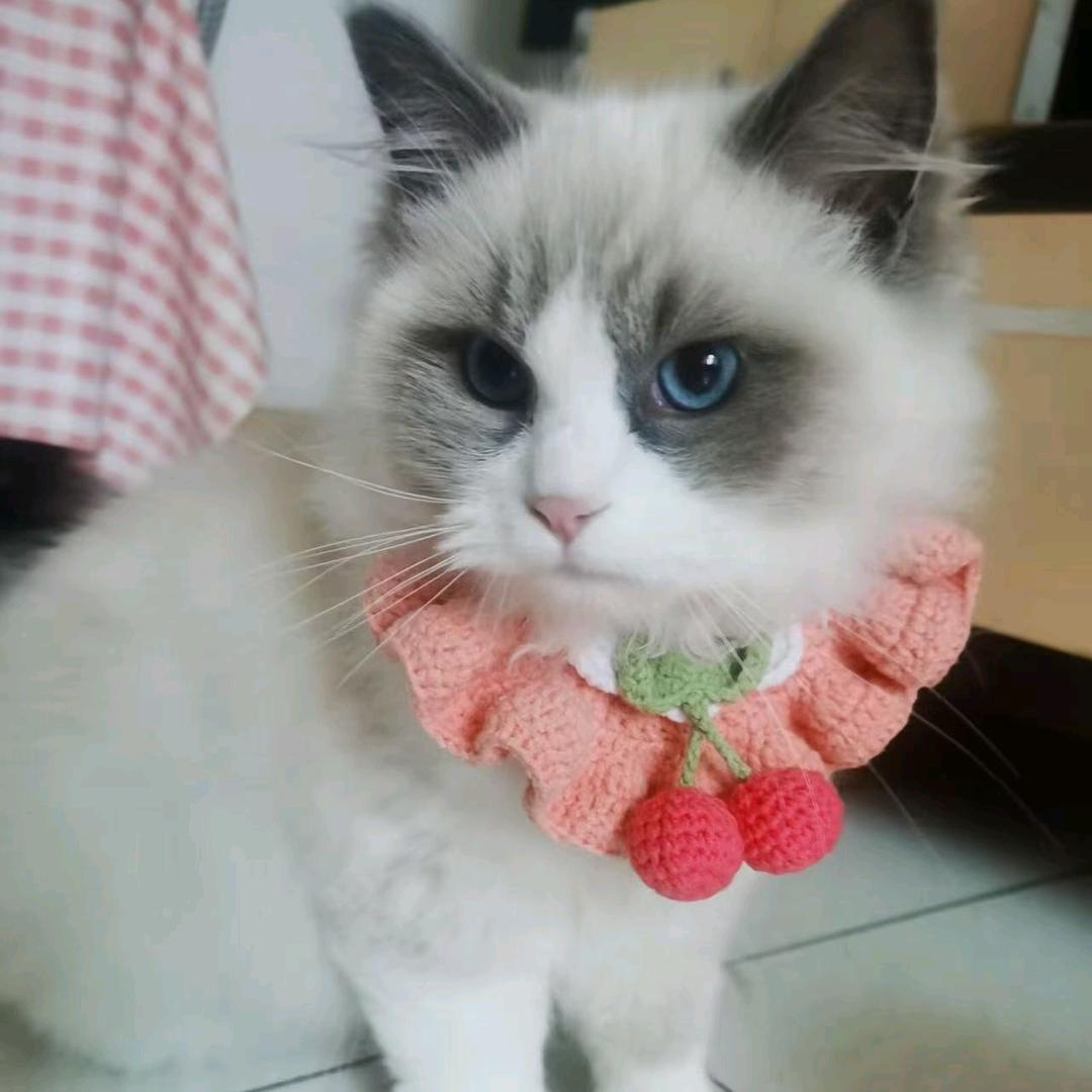 布偶跟拿破仑的结晶