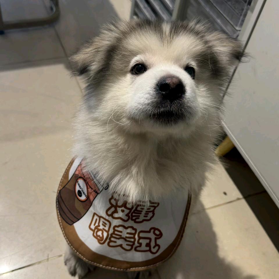 团总妈咪