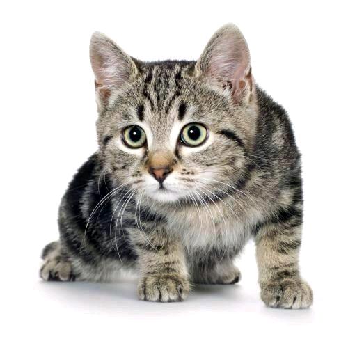 猫咪咪。