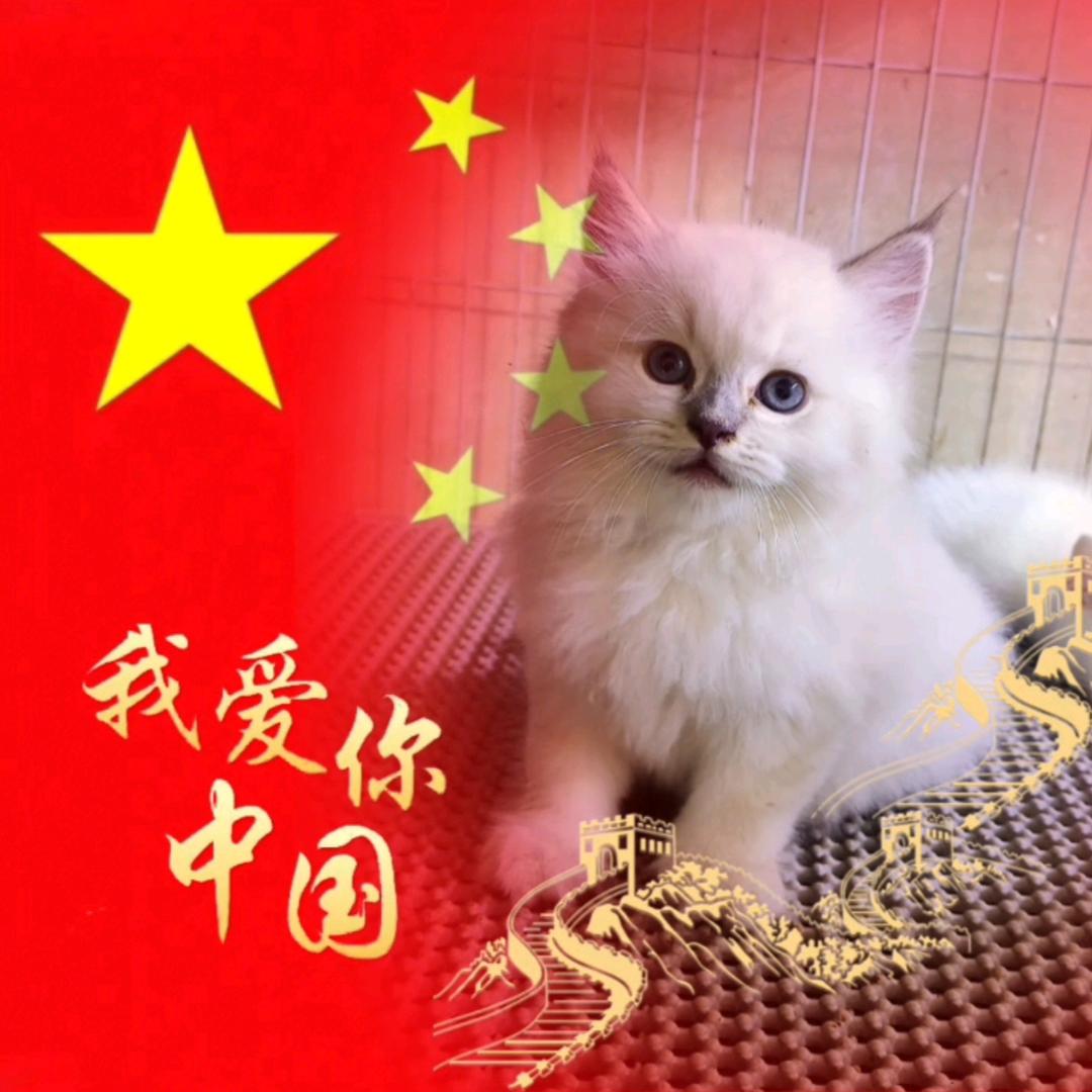蓝猫姐姐